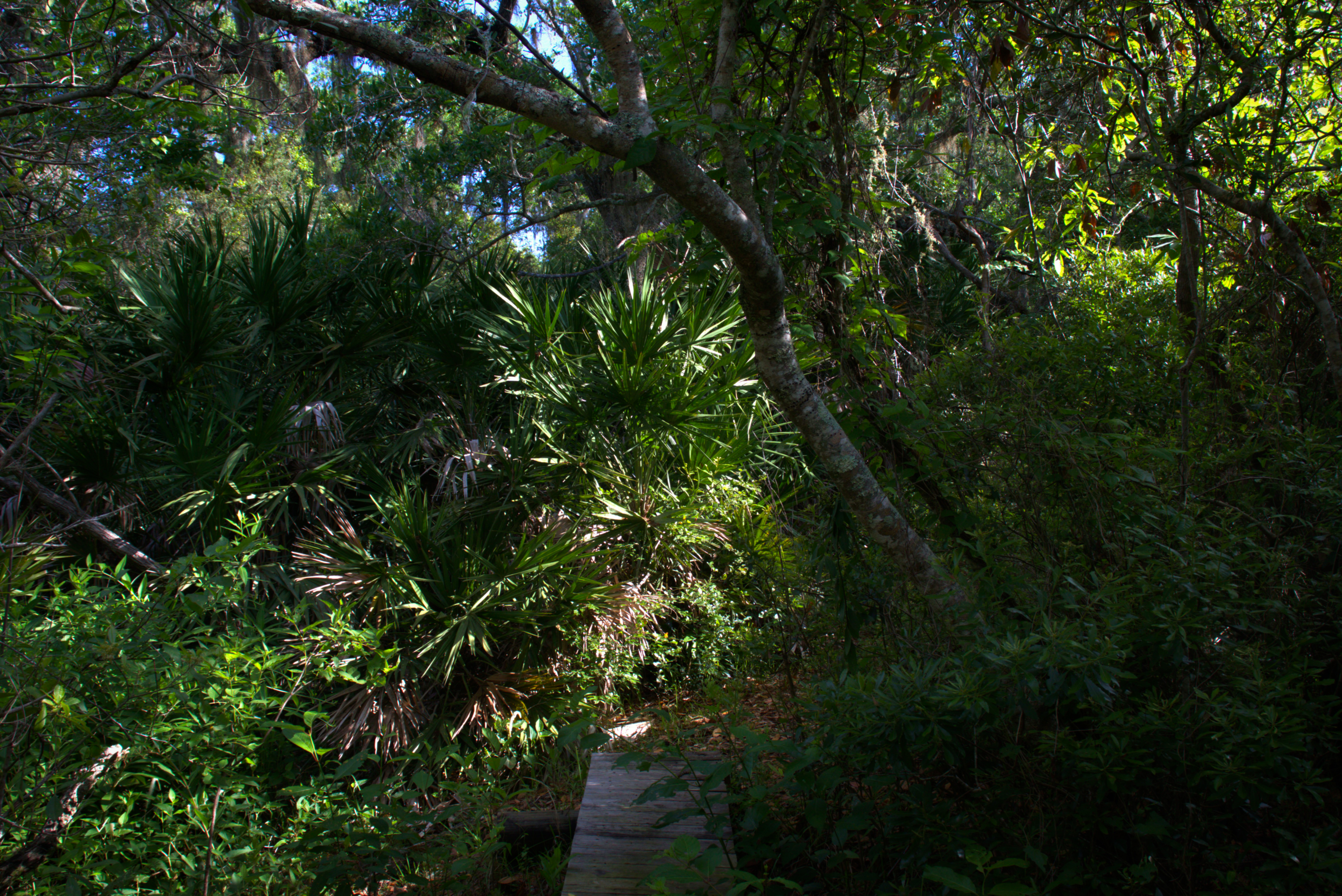 A boardwalk disappears into a forest of oaks and palms