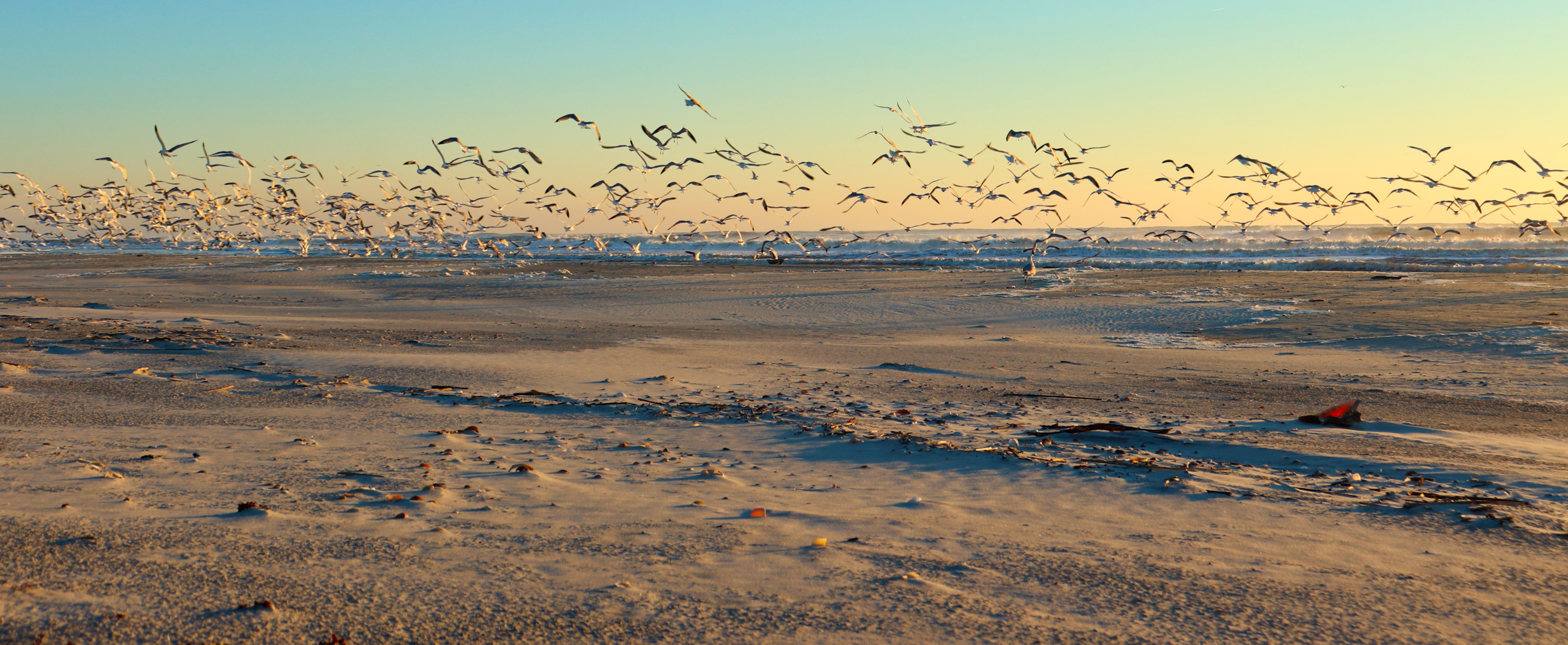 Seabirds take flight on an ocean beach