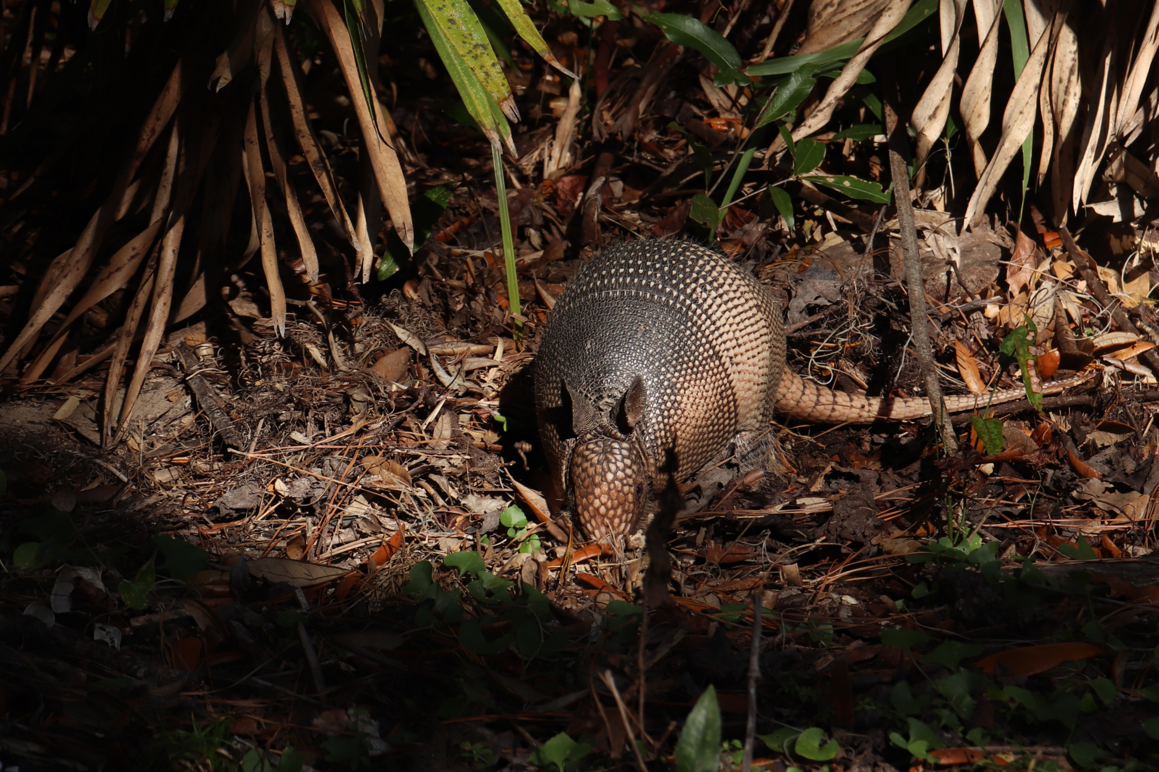 A close-up of an armadillo