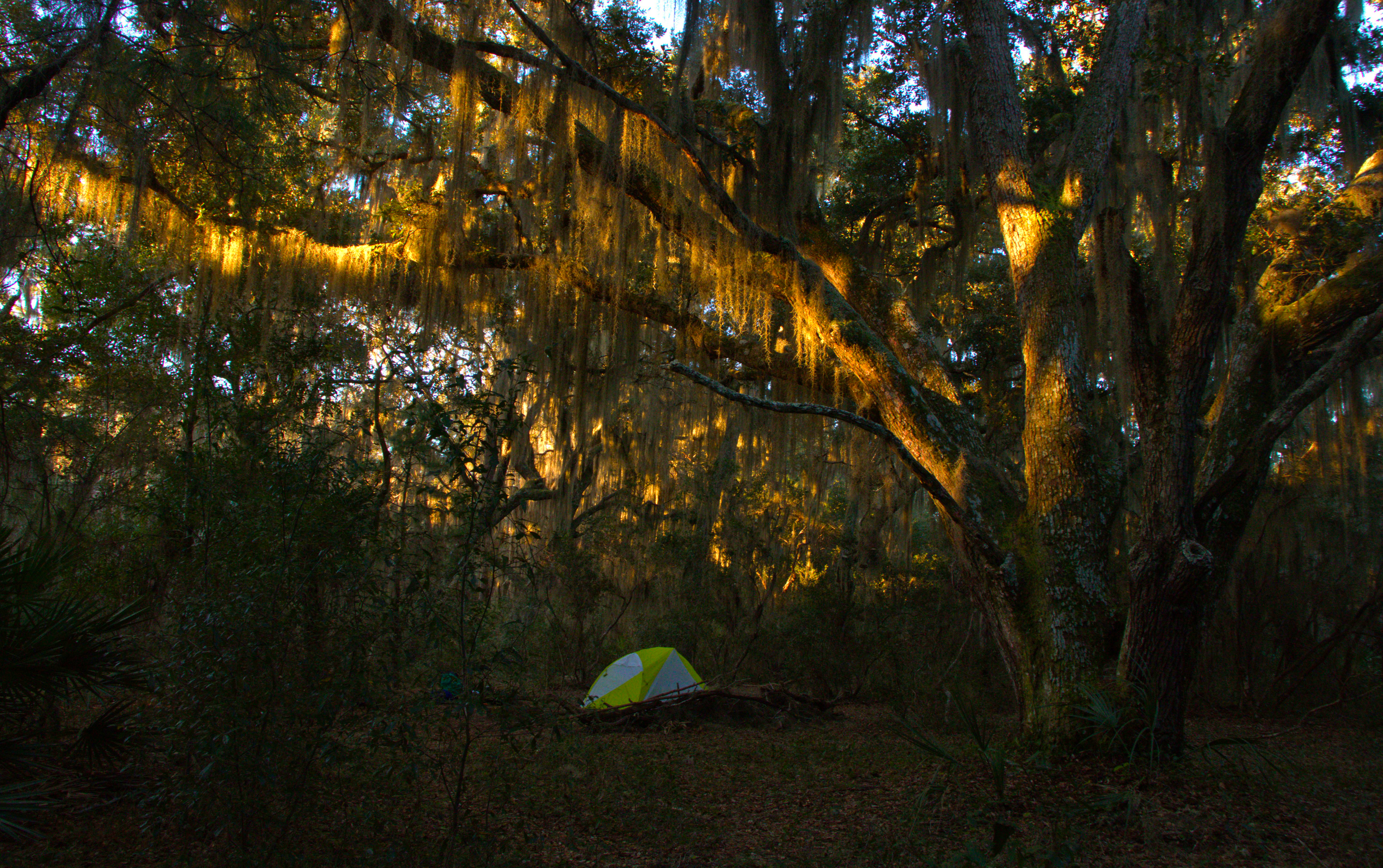 A tent pitched beneath tall trees