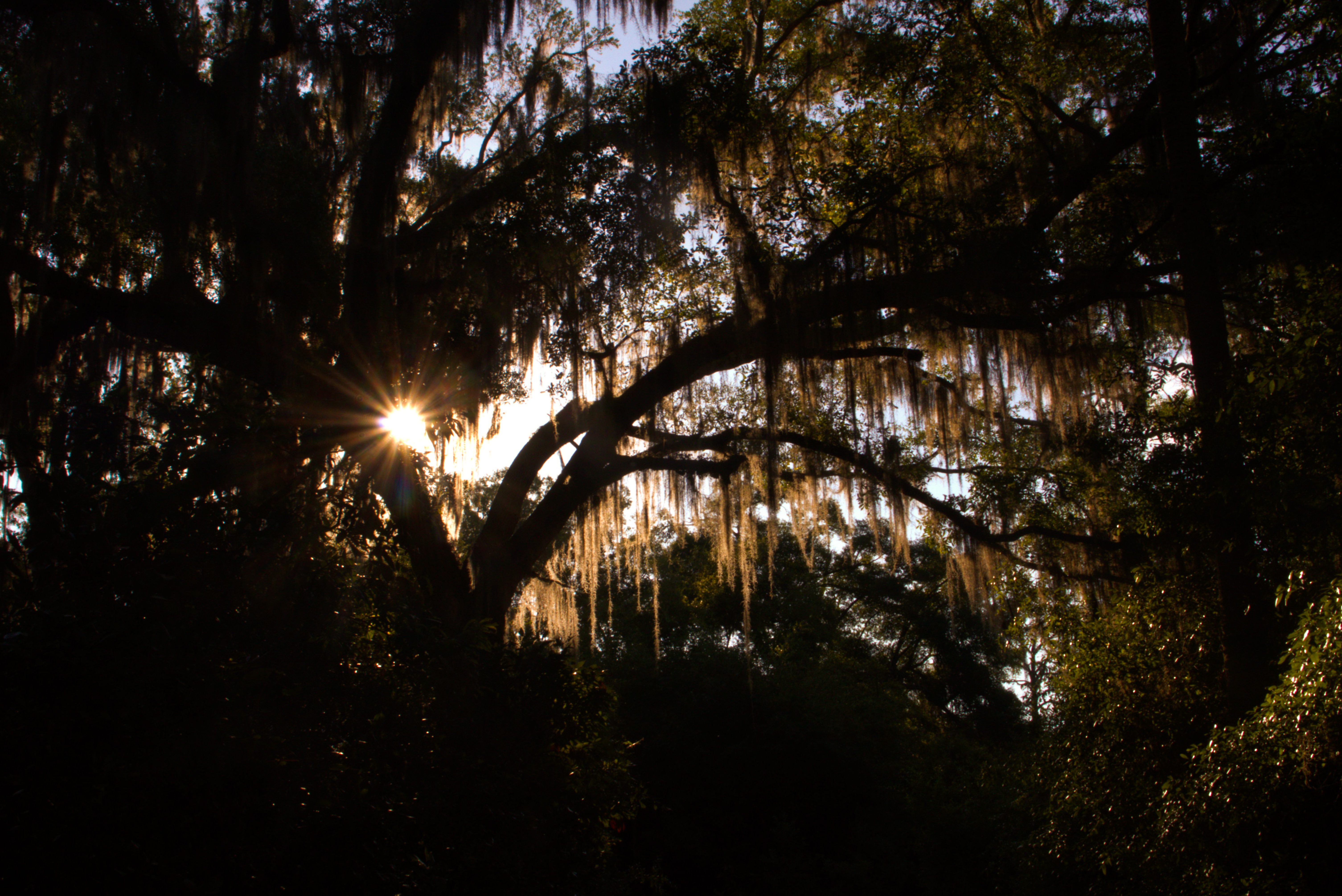 A live oak is backlit against the sun. Draping spanish moss is illuminated.