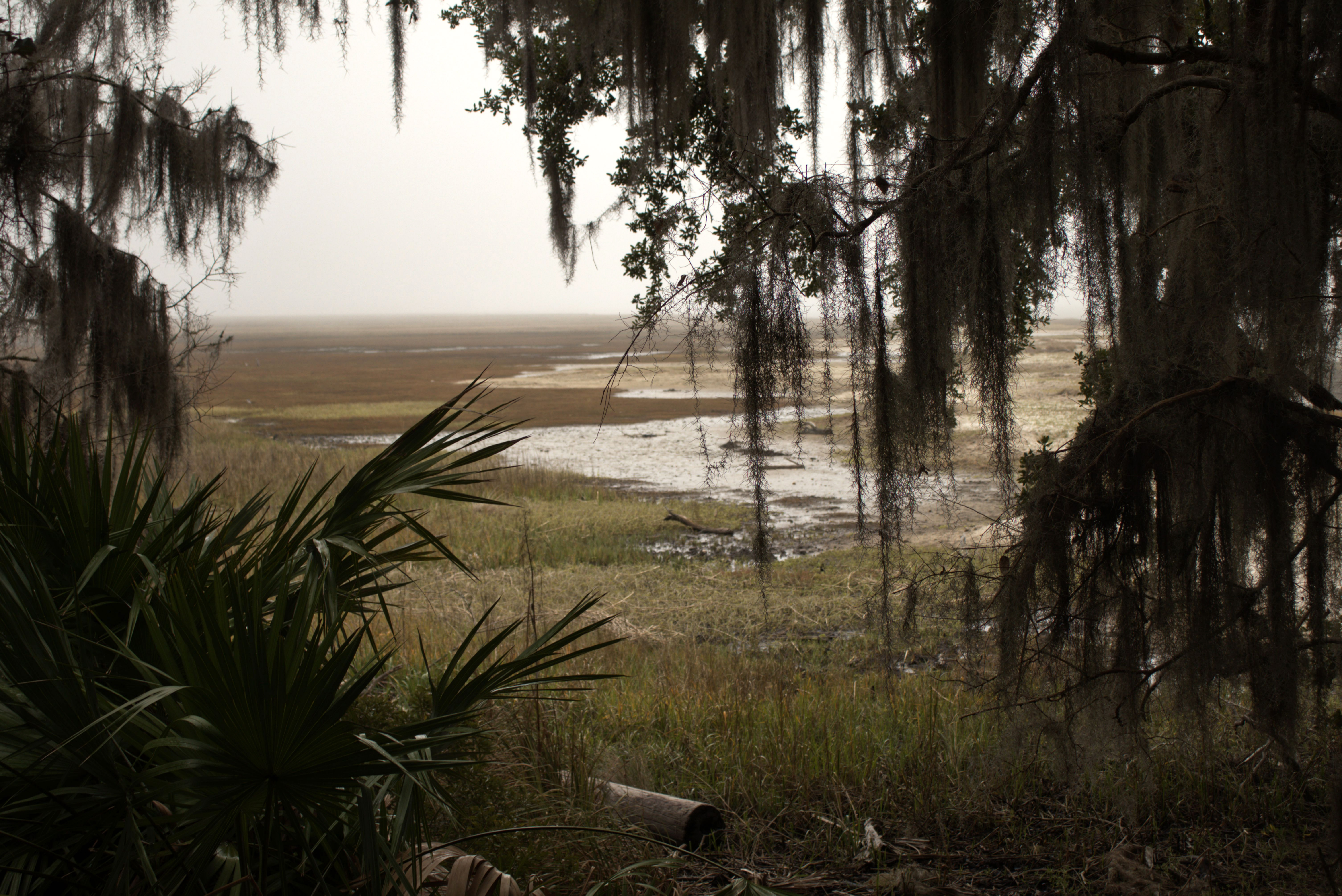 A moody photograph of a marsh framed by trees and palms.