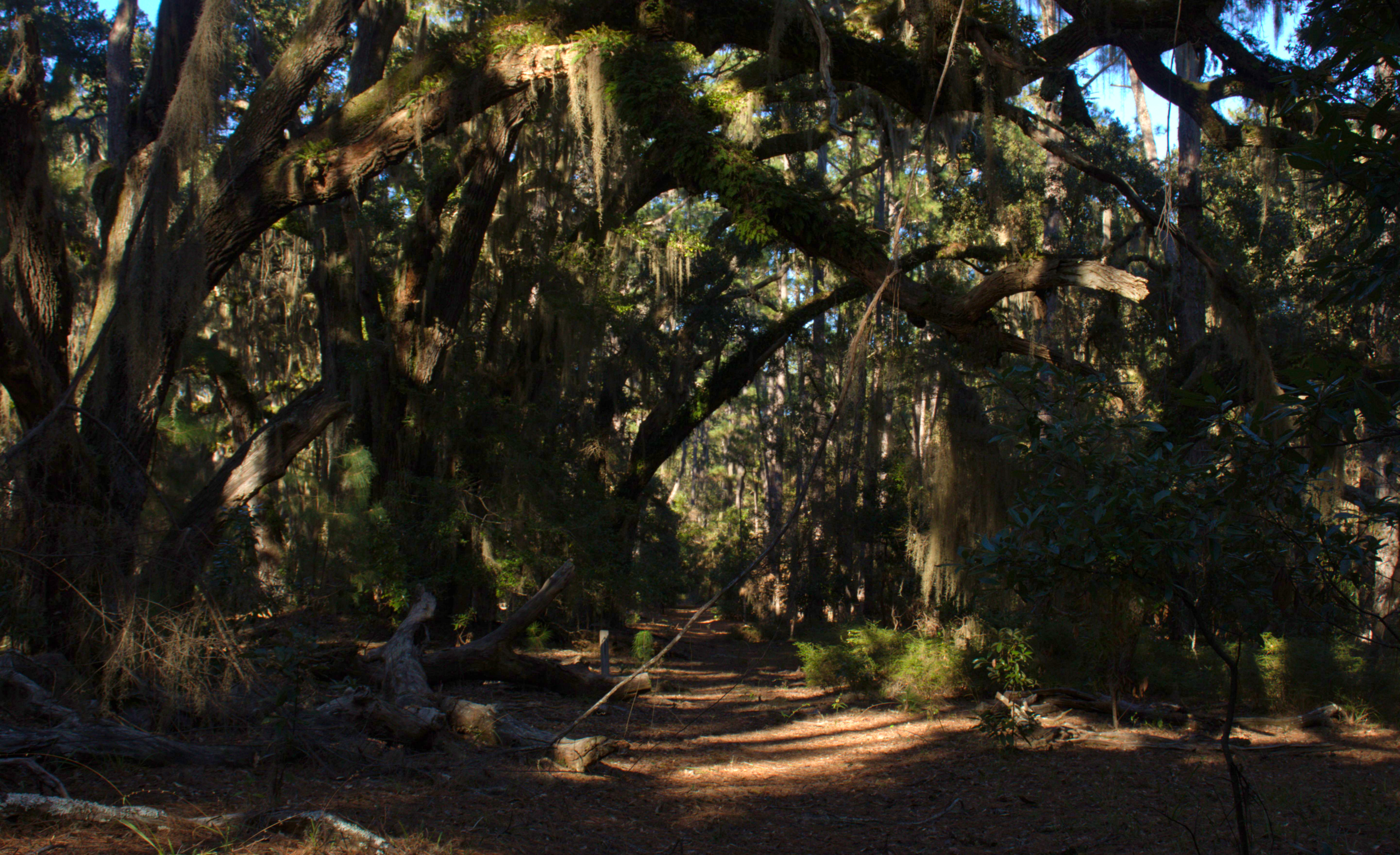 Oaks tower over a dirt road